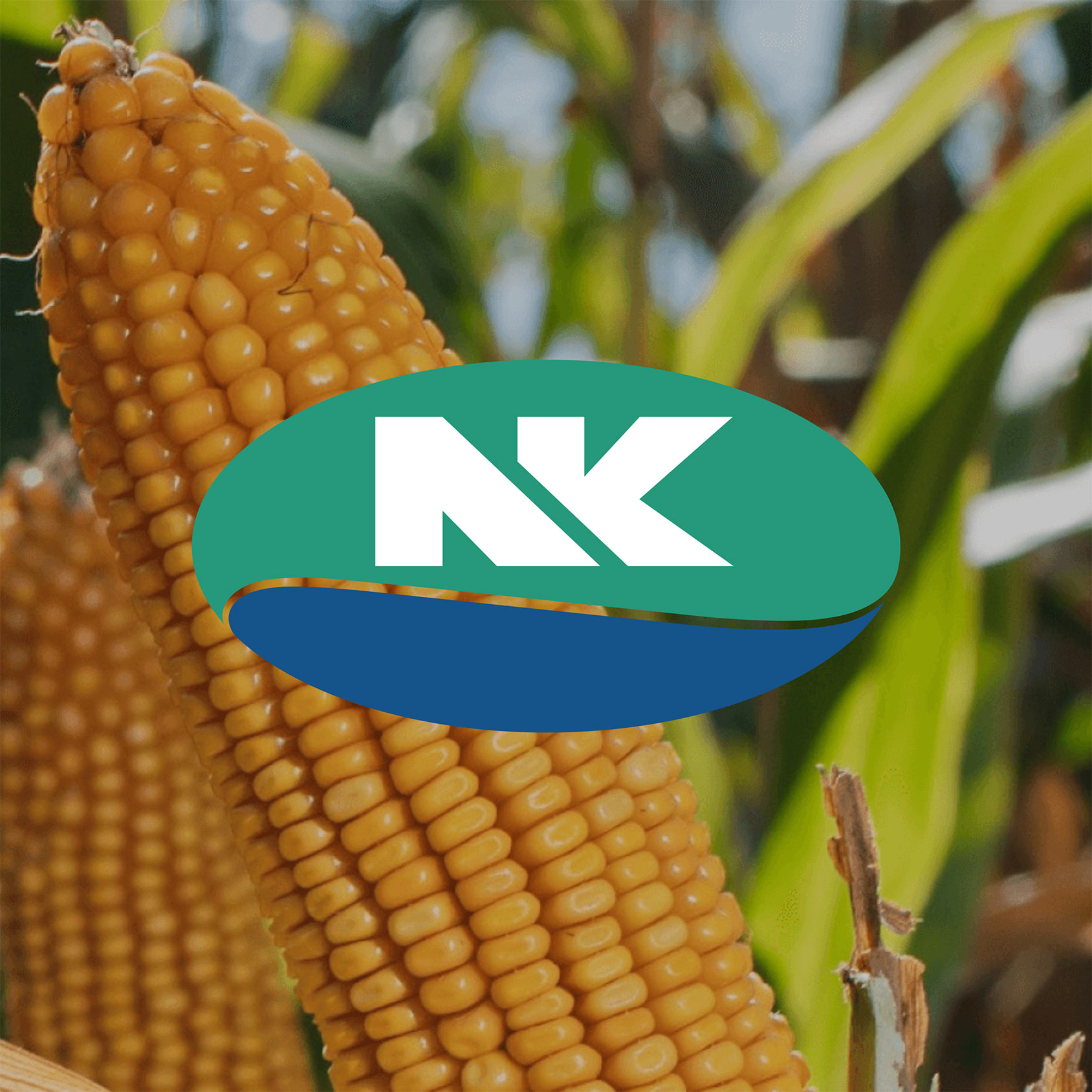 banner_nk_productos_web