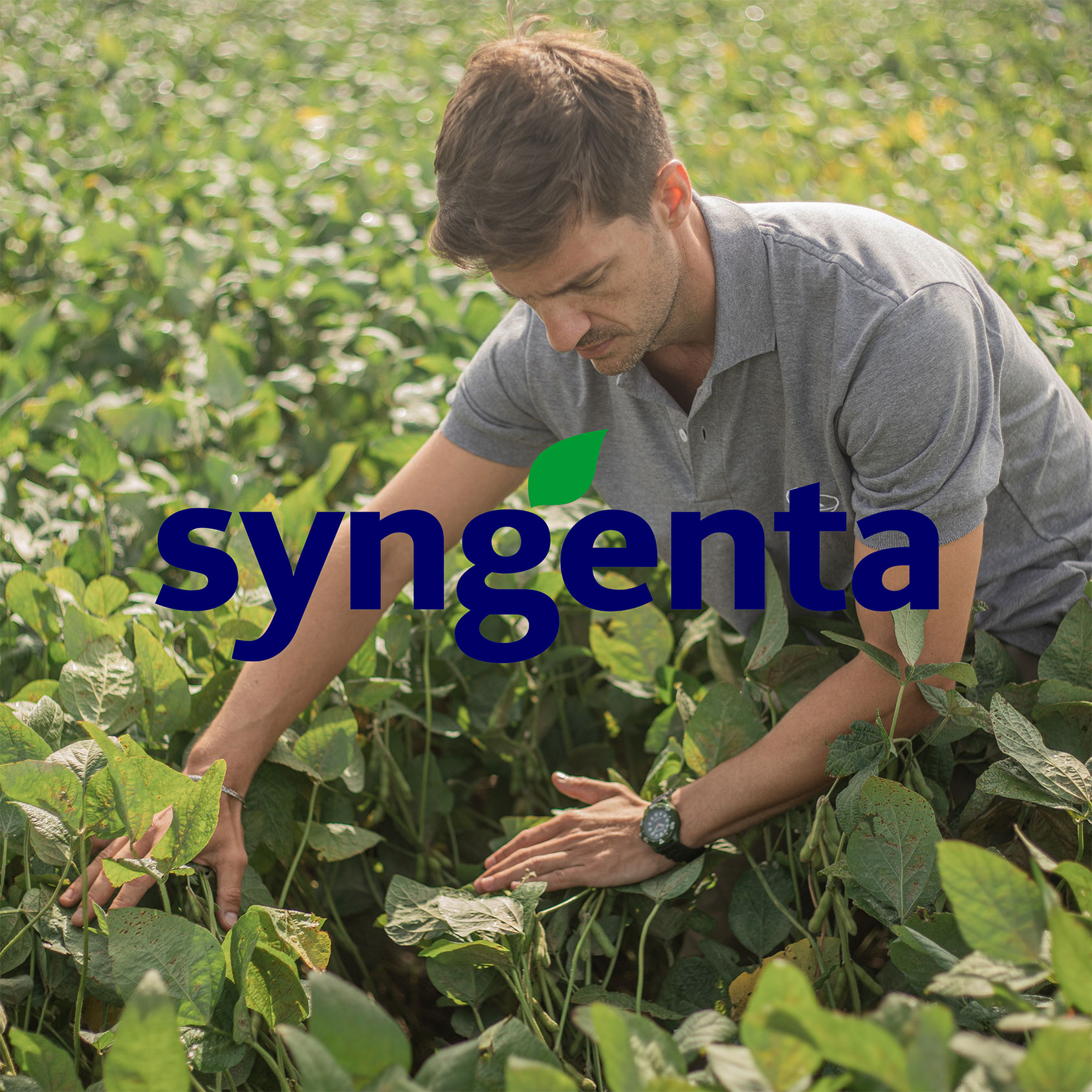 banner_syngenta_productos_web